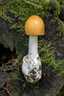 Narancsszínű selyemgomba (Amanita crocea), Budai-hegység